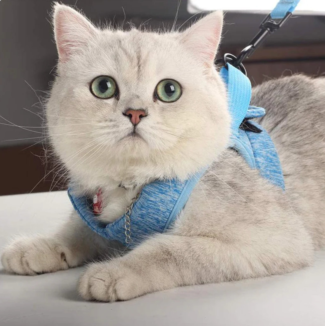 SafeStride Cat Harness & Leash Set