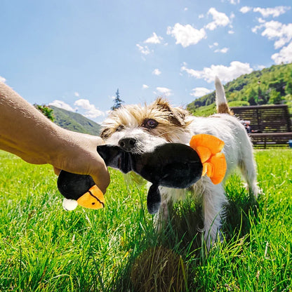 Squeaky Chicken Toy