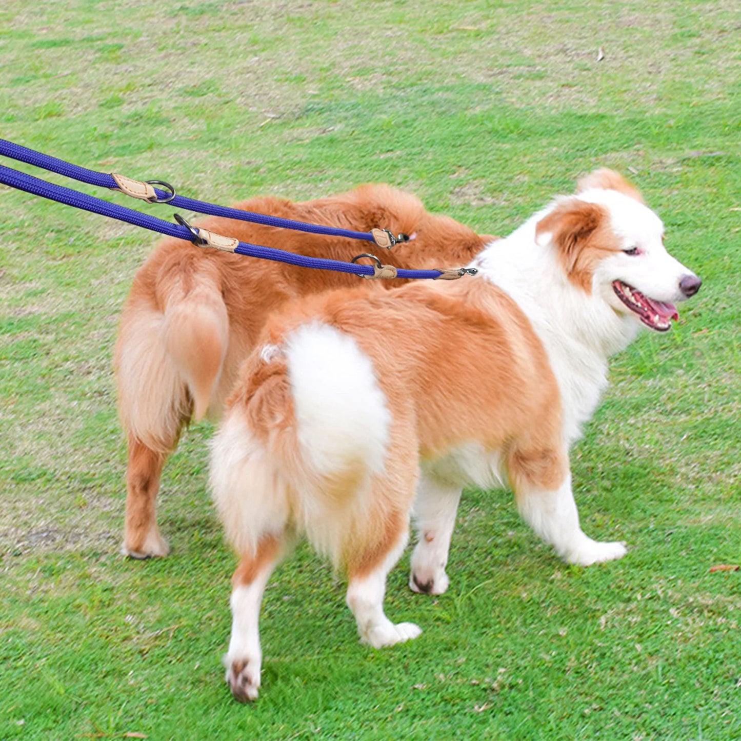 DuoStride Hands-Free 210 cm Multi-Function Dog Leash