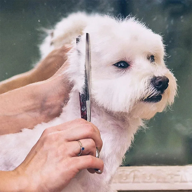 Safety Tip Professional Pet Grooming Scissors